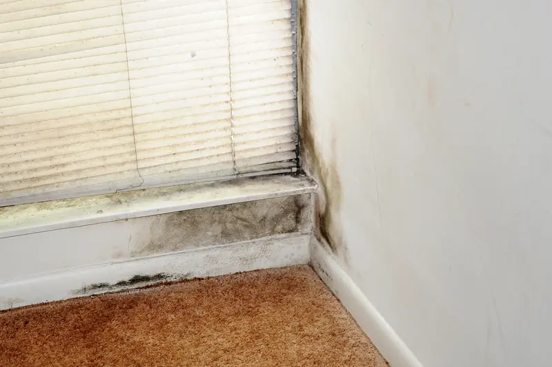 Dark mold along a window sill and wall corner