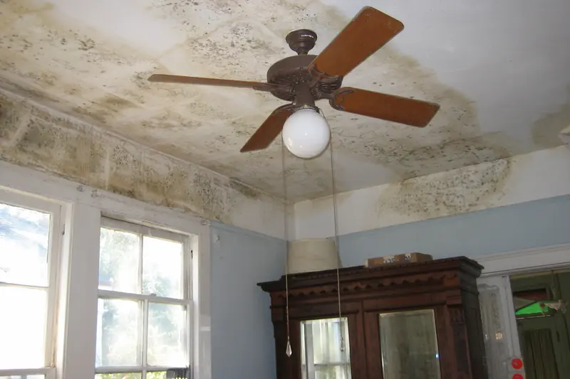 Mold spreading across a living-room ceiling around a ceiling fan
