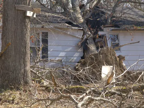 Uprooted tree fallen onto the roof of a single-story house