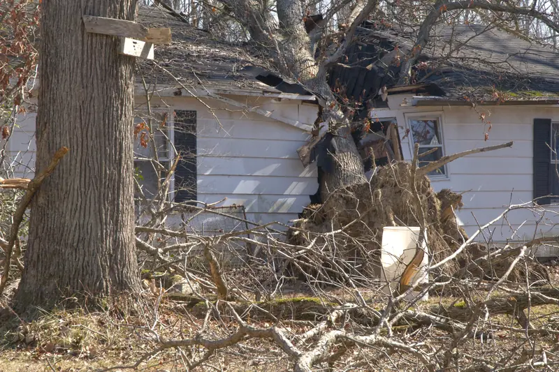 Uprooted tree fallen onto the roof of a single-story house