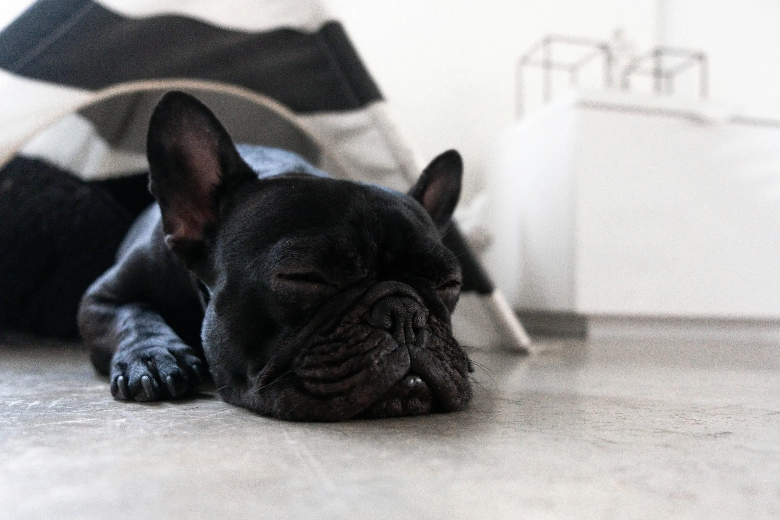 Dog resting on a wood floor