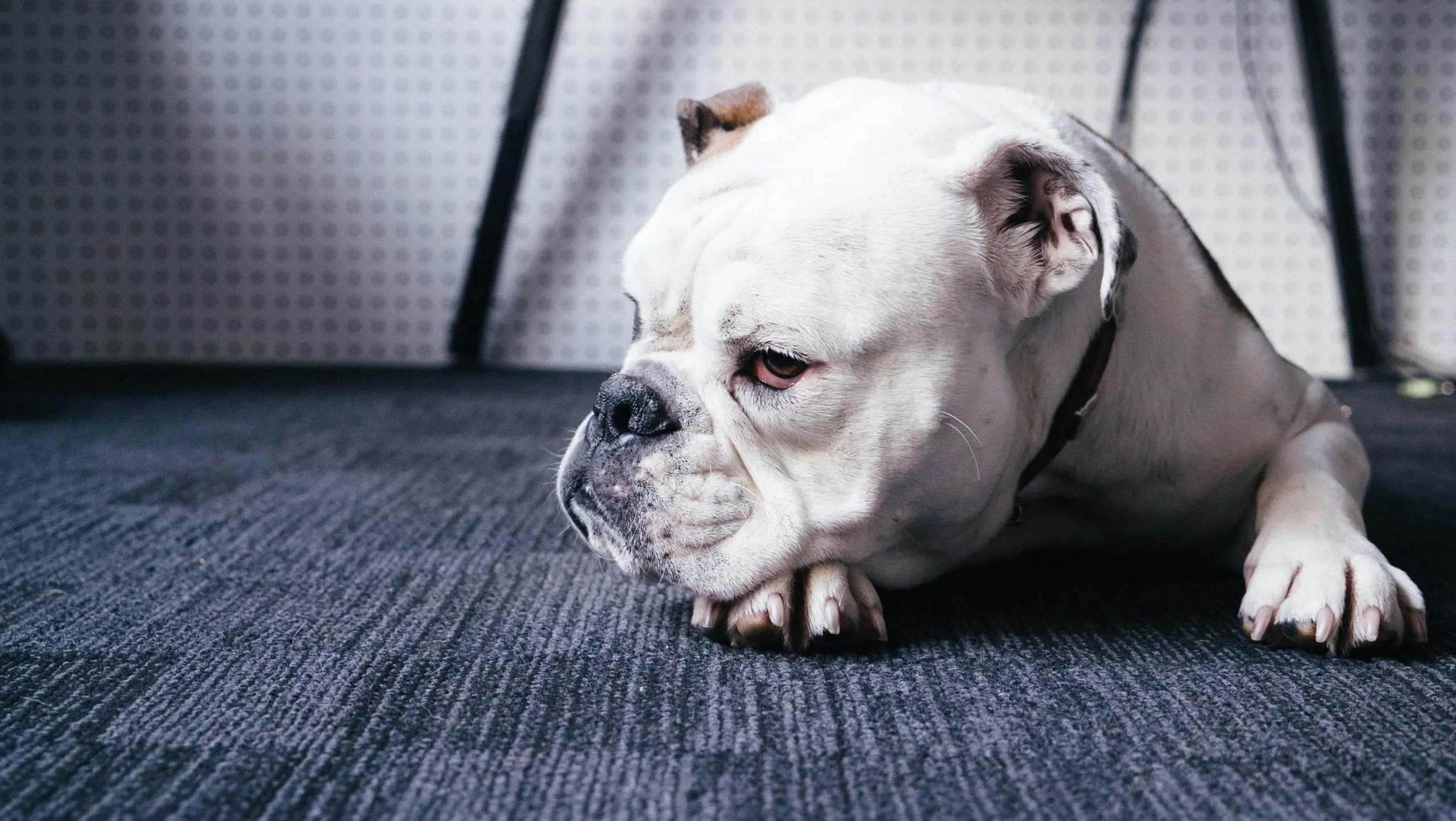 best-flooring-for-dog-5